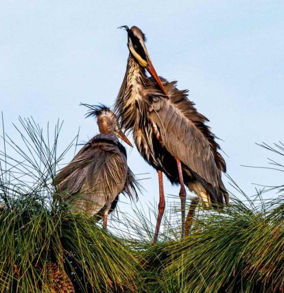 two large birds standing on trees